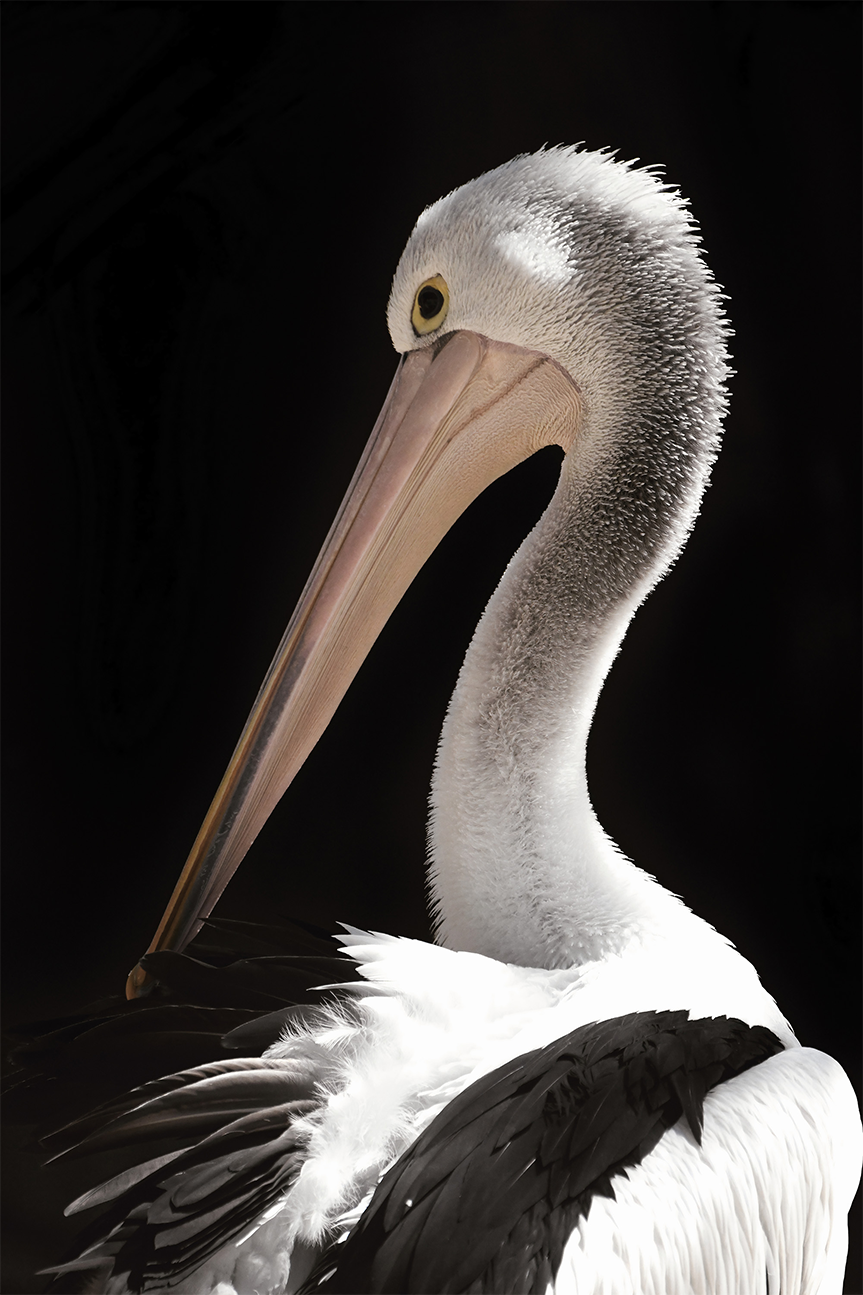 wall-art-print-canvas-poster-framed-Storm Boy Pelican , By Belinda Gerace-1