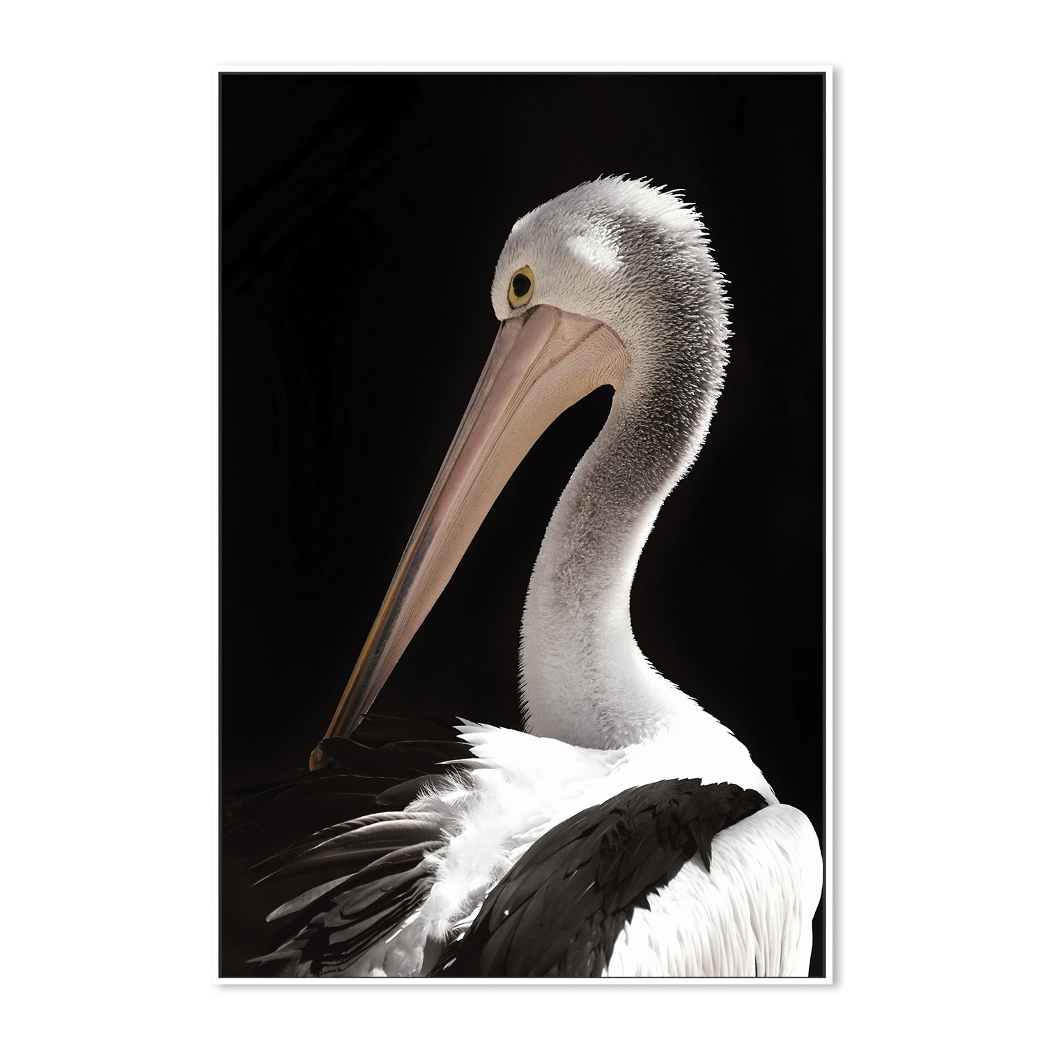 wall-art-print-canvas-poster-framed-Storm Boy Pelican , By Belinda Gerace-5