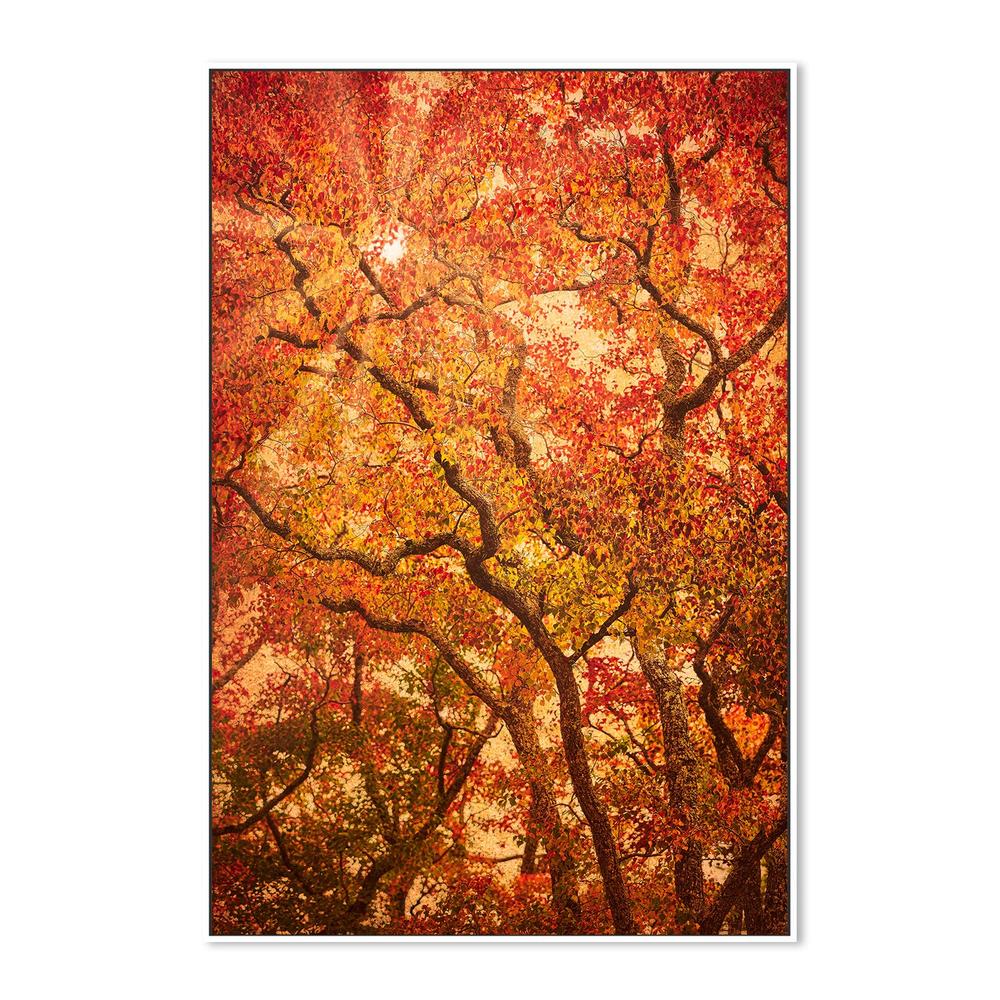 wall-art-print-canvas-poster-framed-Sunbeams Through Japanese Maple Trees in Autumn , Komorebi , By Andrew Paranavitana-6