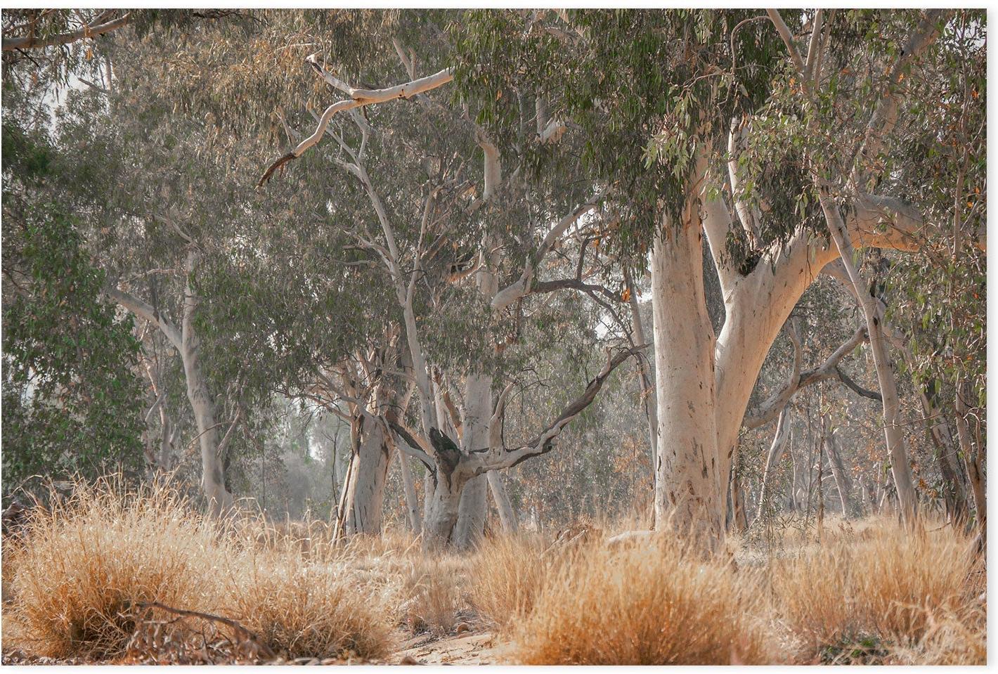 wall-art-print-canvas-poster-framed-Sunkissed Gumtrees-GIOIA-WALL-ART