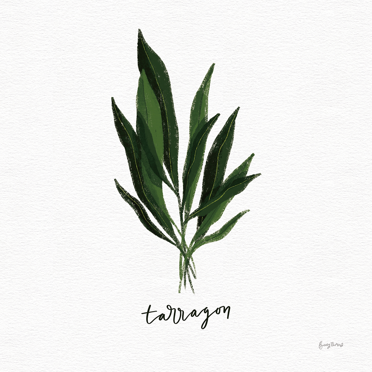 wall-art-print-canvas-poster-framed-Tarragon Herbs White, Style D , By Becky Thorns-1