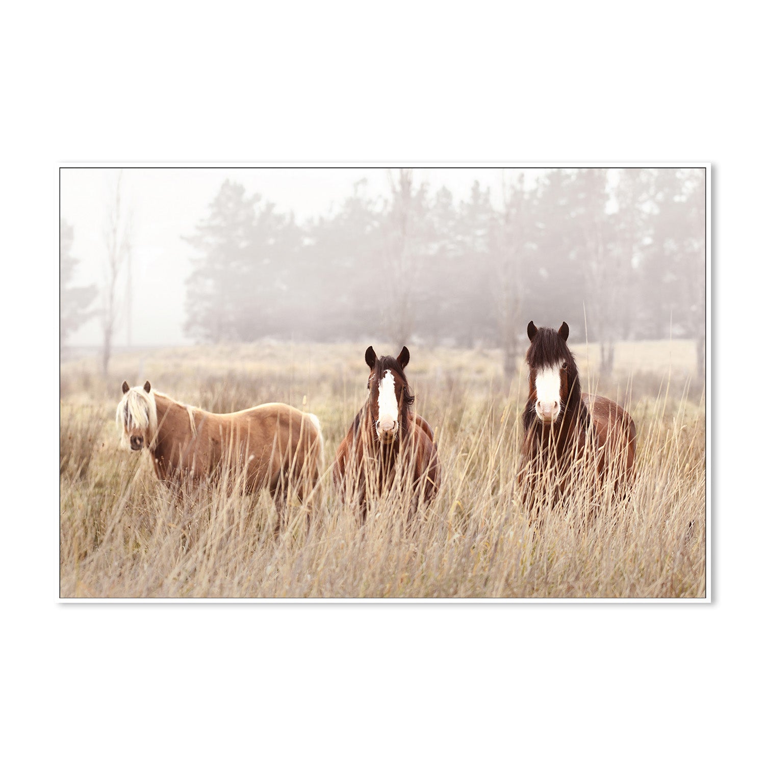 wall-art-print-canvas-poster-framed-The Gang , By Belinda Gerace-5