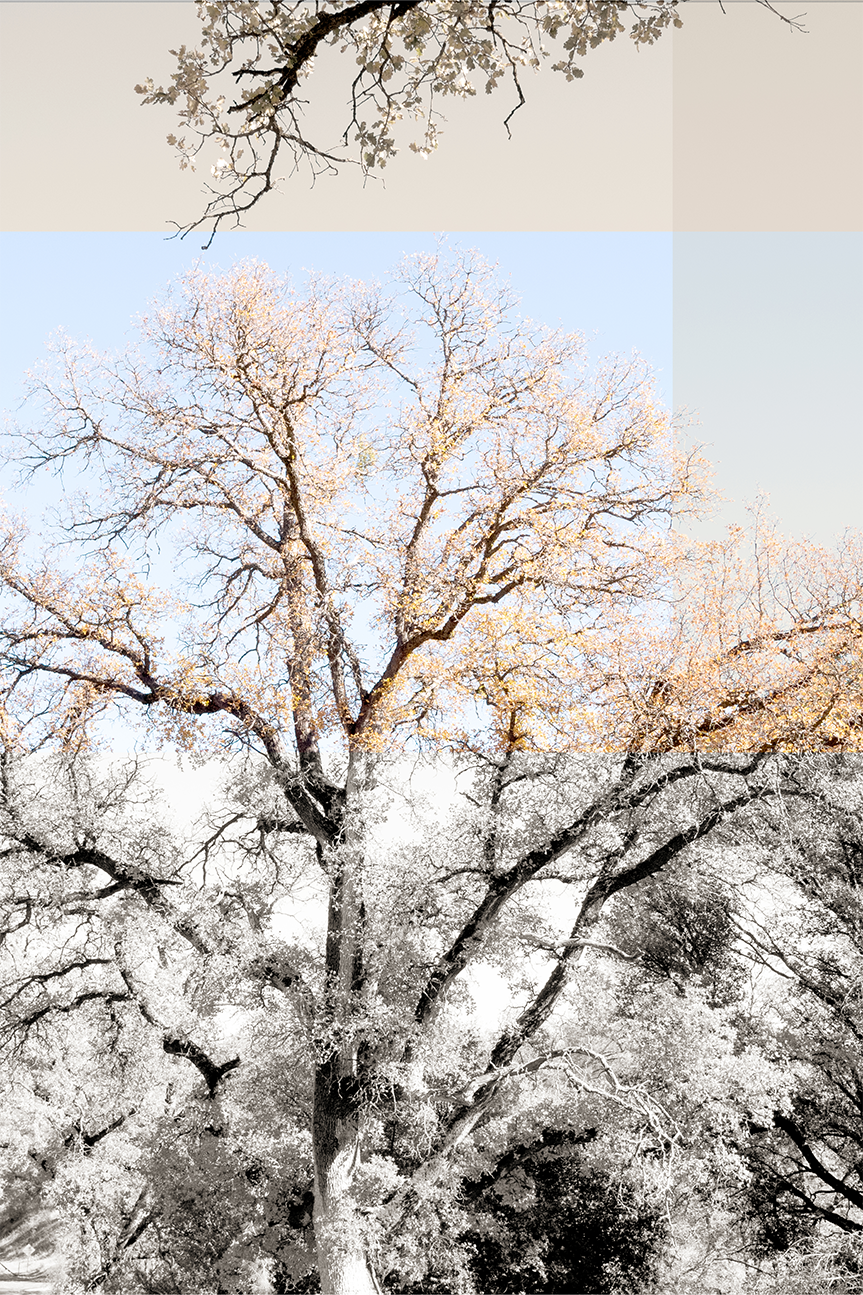wall-art-print-canvas-poster-framed-Tree Collage, Style A , By Hope Bainbridge-1