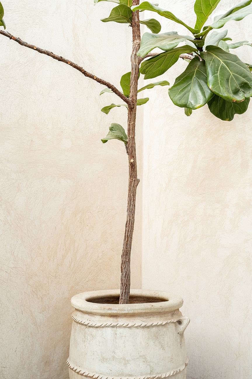 wall-art-print-canvas-poster-framed-Tree In a Pot-1