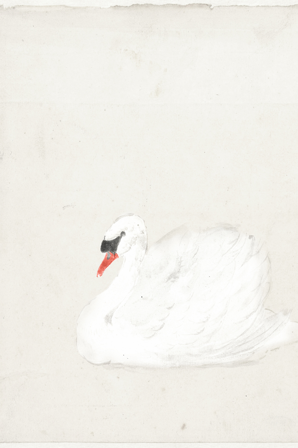 wall-art-print-canvas-poster-framed-Vintage Swan Illustration , By Leah Straatsma-1