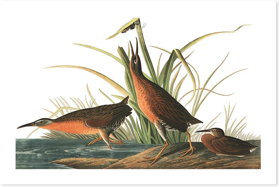 wall-art-print-canvas-poster-framed-Virginian Rail, By John James Audubon-by-Gioia Wall Art-Gioia Wall Art