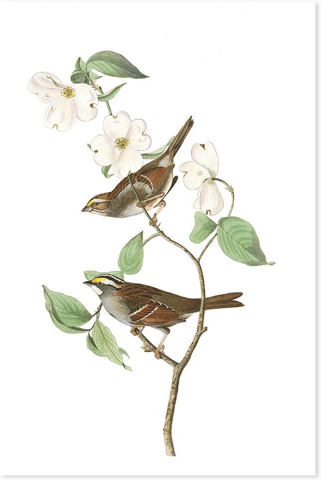 wall-art-print-canvas-poster-framed-White Throated Sparrow, By John James Audubon-by-Gioia Wall Art-Gioia Wall Art