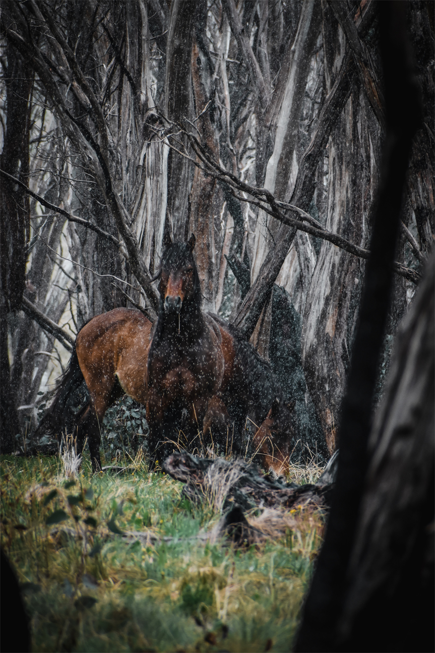wall-art-print-canvas-poster-framed-Wild Brumbies, Snowy Mountains , By Maddison Harris-1