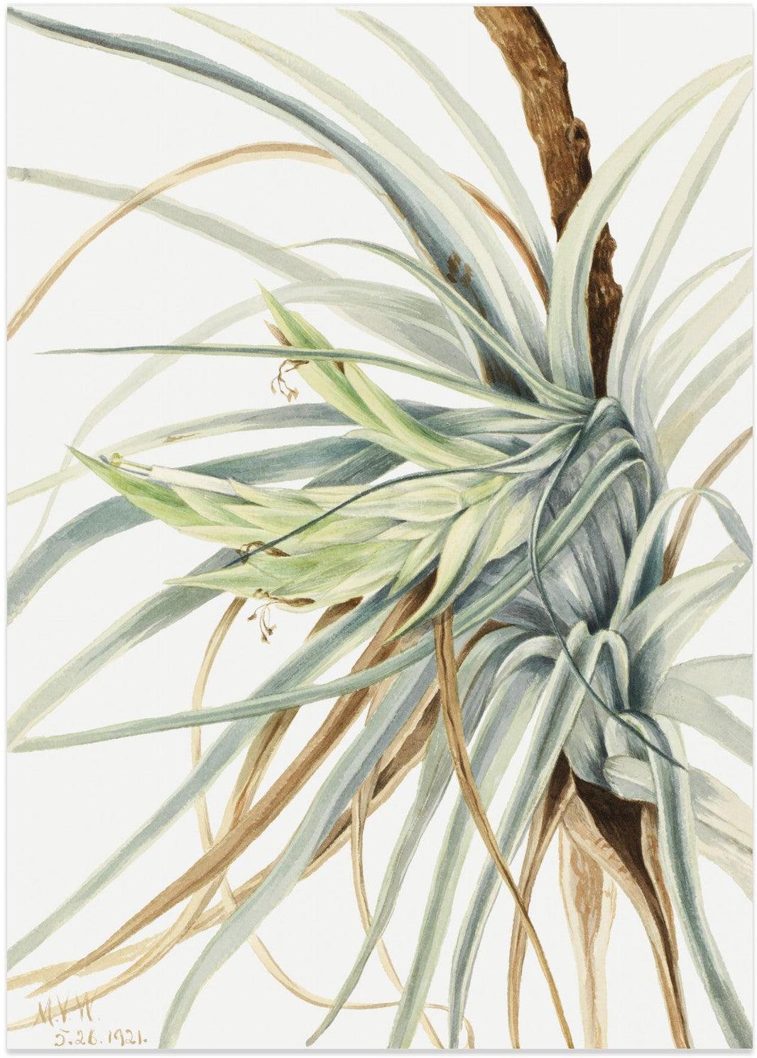 wall-art-print-canvas-poster-framed-Wild Pineapple (1921) , By Mary Vaux Walcott-1