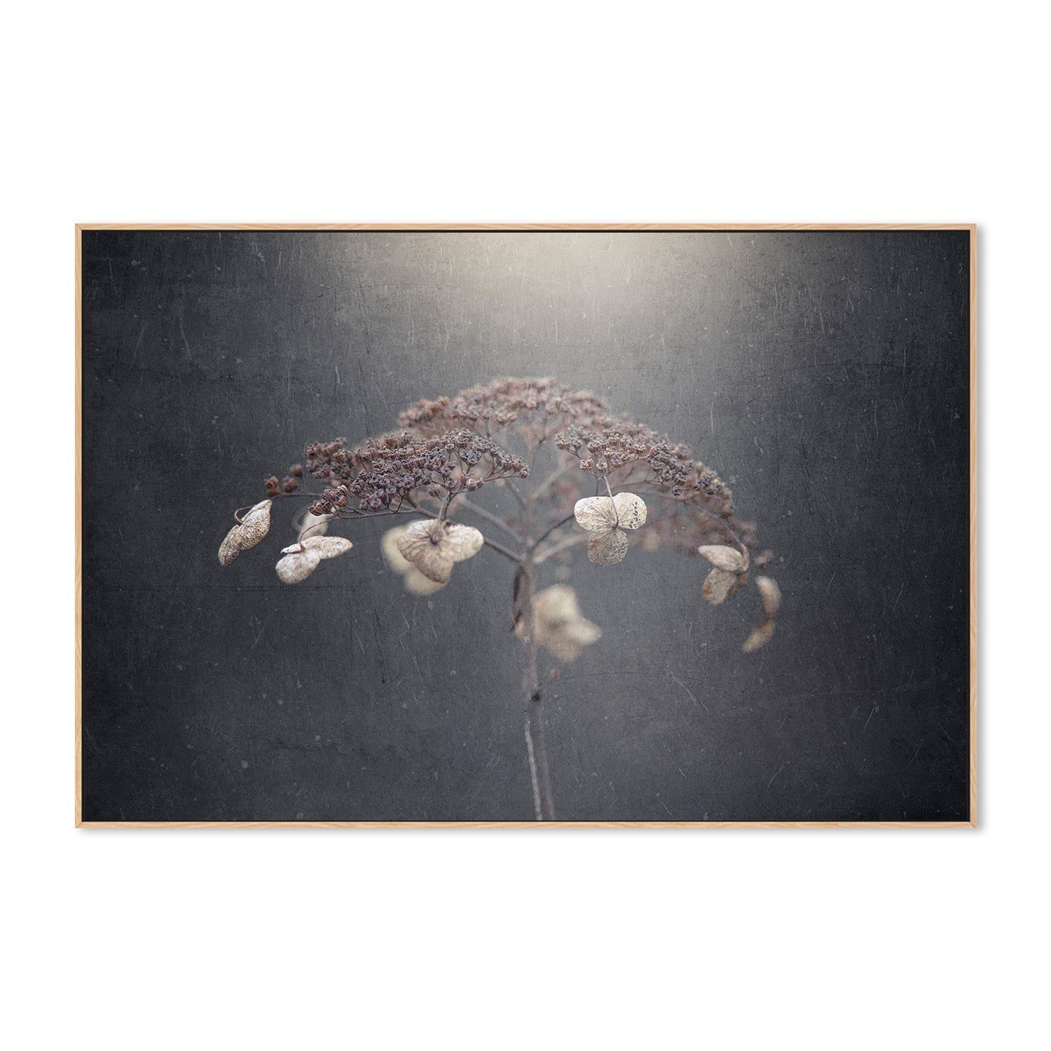 wall-art-print-canvas-poster-framed-Withe Hydrangea-4