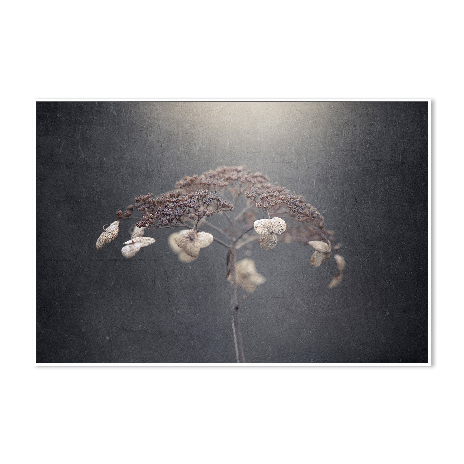 wall-art-print-canvas-poster-framed-Withe Hydrangea-5