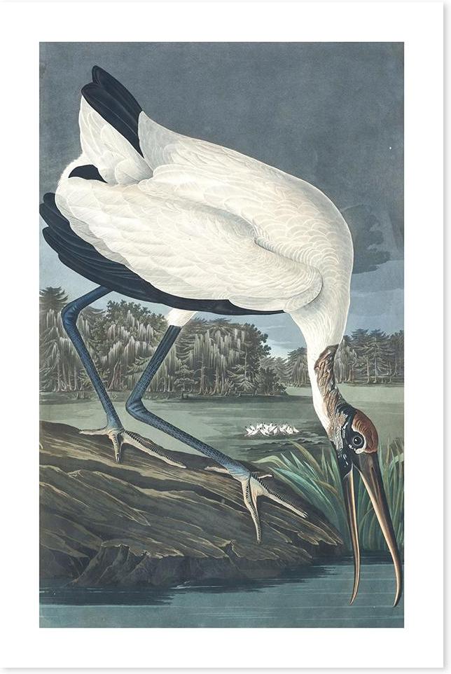 wall-art-print-canvas-poster-framed-Wood Ibis, By John James Audubon-by-Gioia Wall Art-Gioia Wall Art
