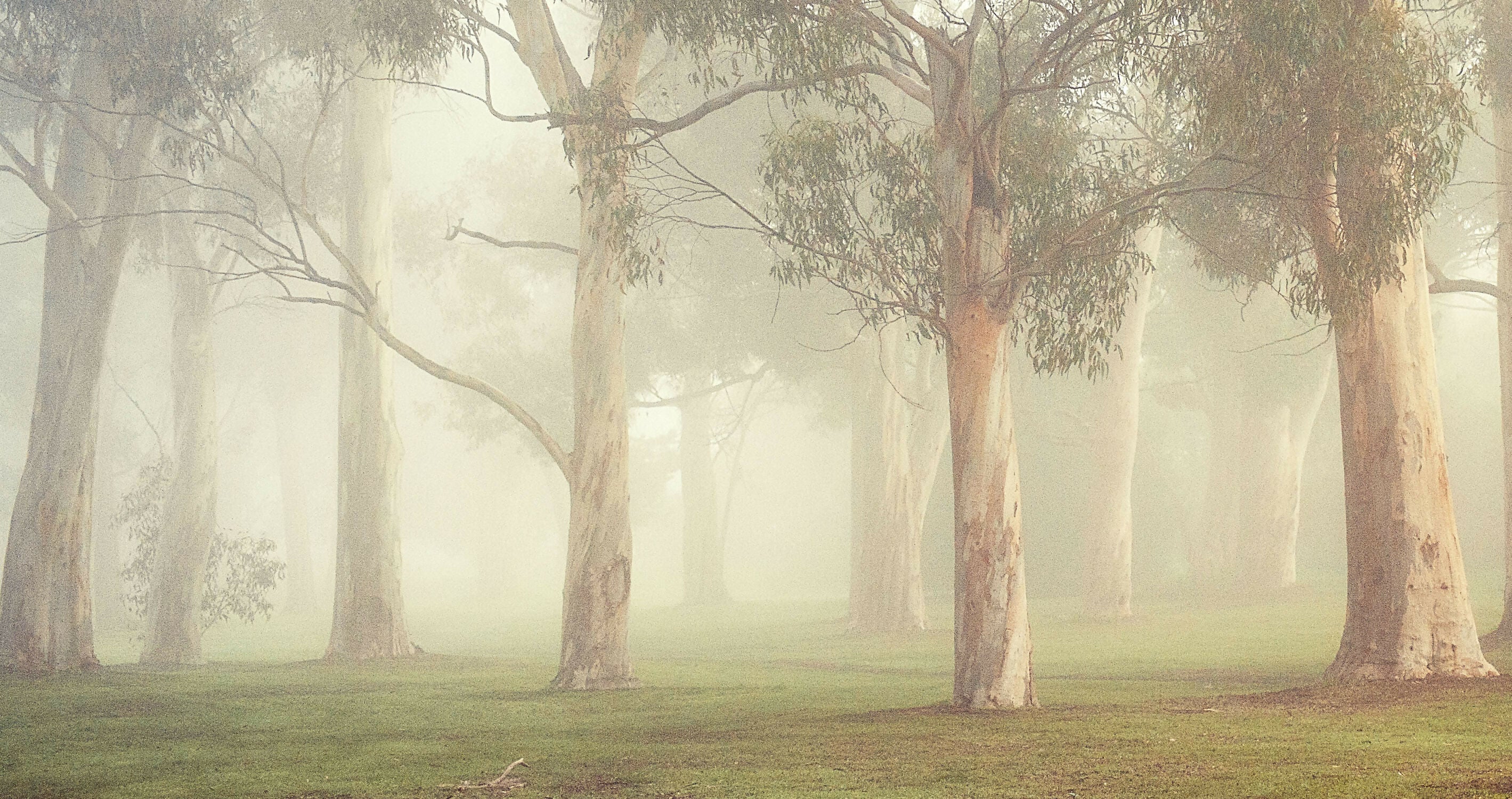 Gums at Pakapakanthi 3