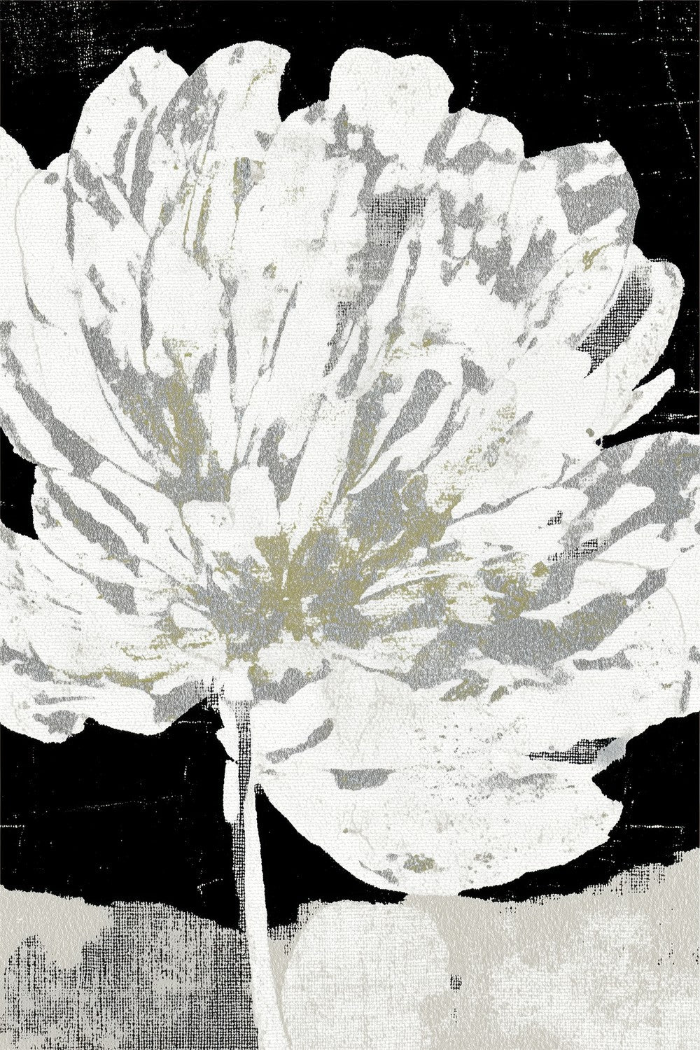 White Peony on Deep Black-by-Chromatic Storm Studio-wall-art-print-canvas-poster-framed-Gioia