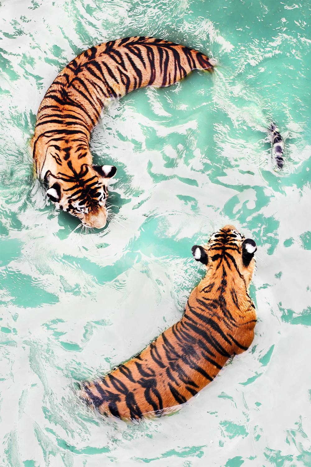 Yin & Yang Tigers-by-Gal Pittel-wall-art-print-canvas-poster-framed-Gioia