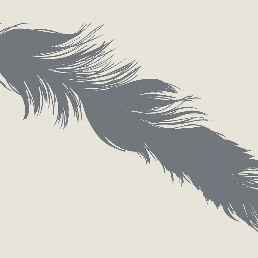 Feathers Wallpaper