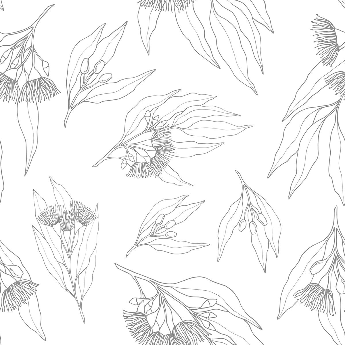 Flowering Gum, Black And White