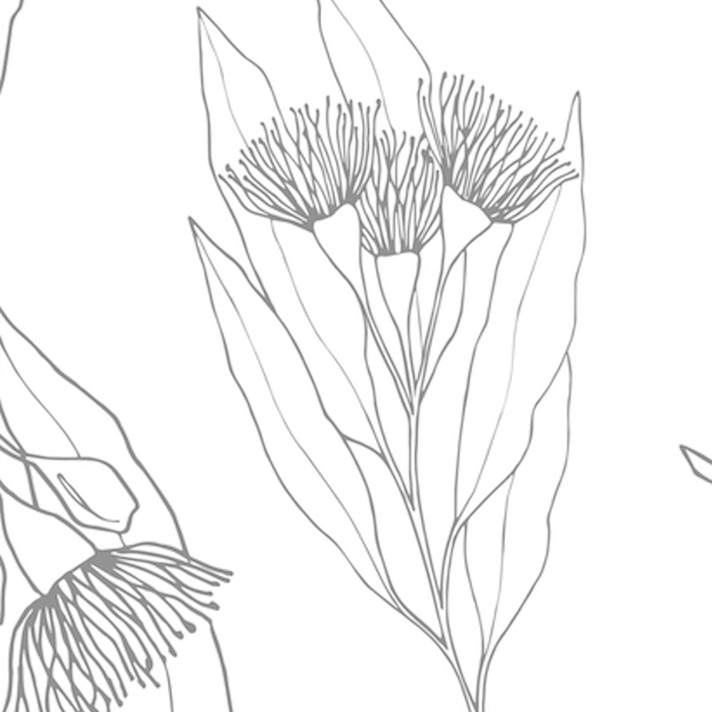 Flowering Gum, Black And White