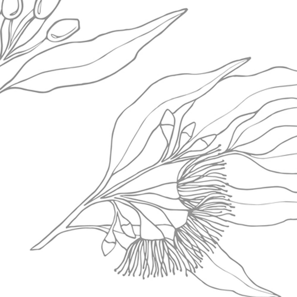 Flowering Gum, Black And White