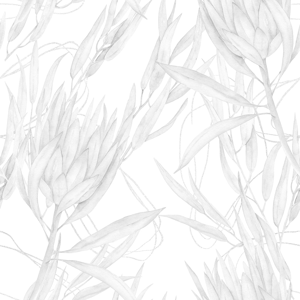 Black And White Protea