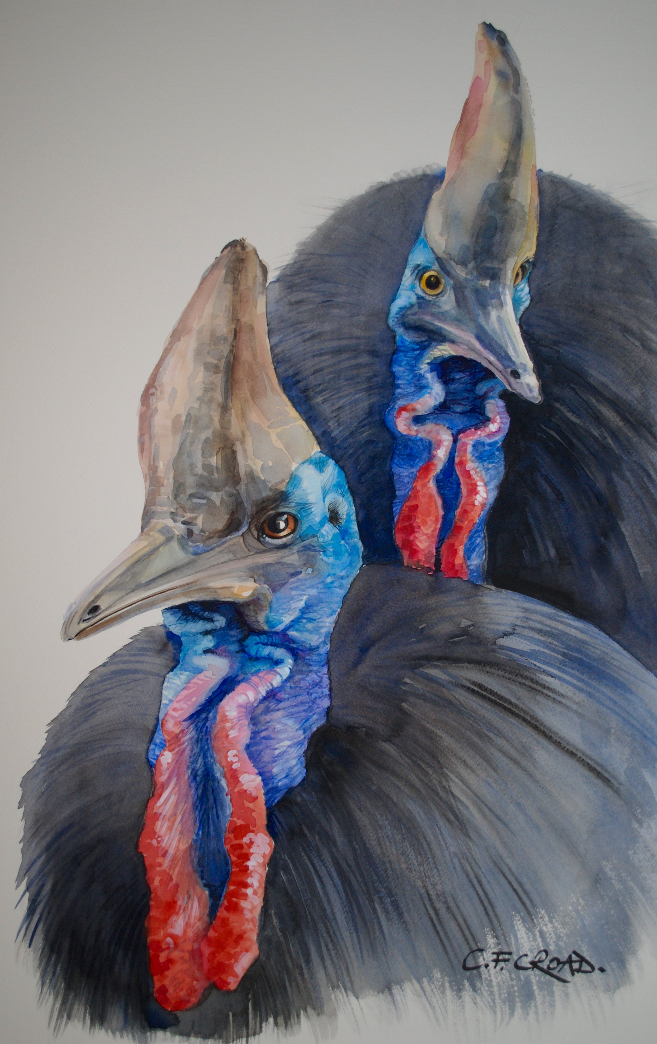 Cassowaries Beware , Original Artwork