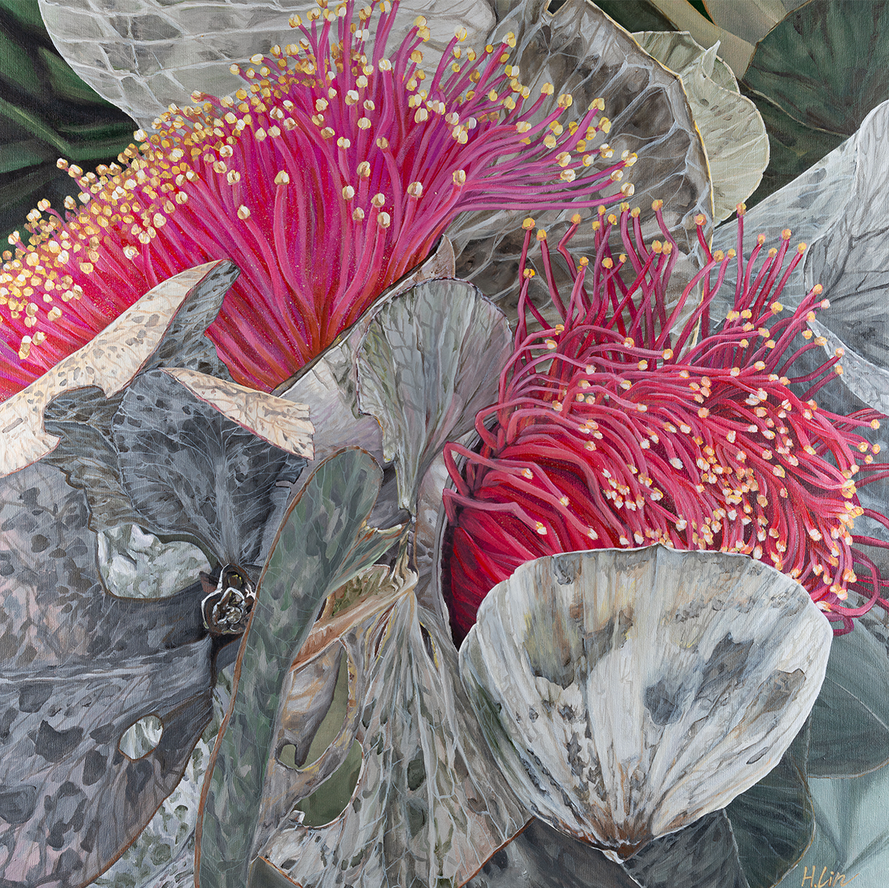 Eucalyptus Macrocarpa