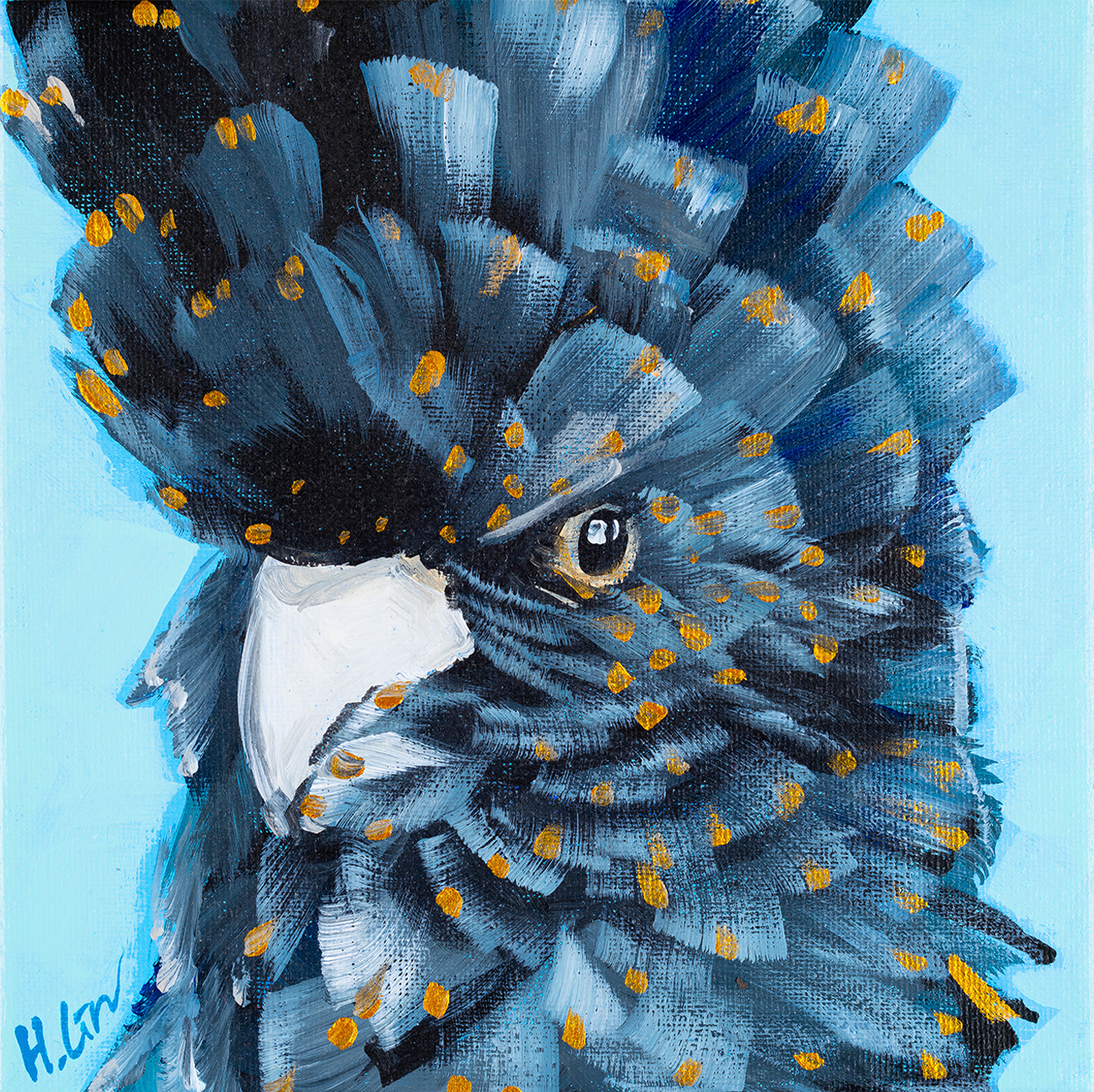 Black Cockatoo