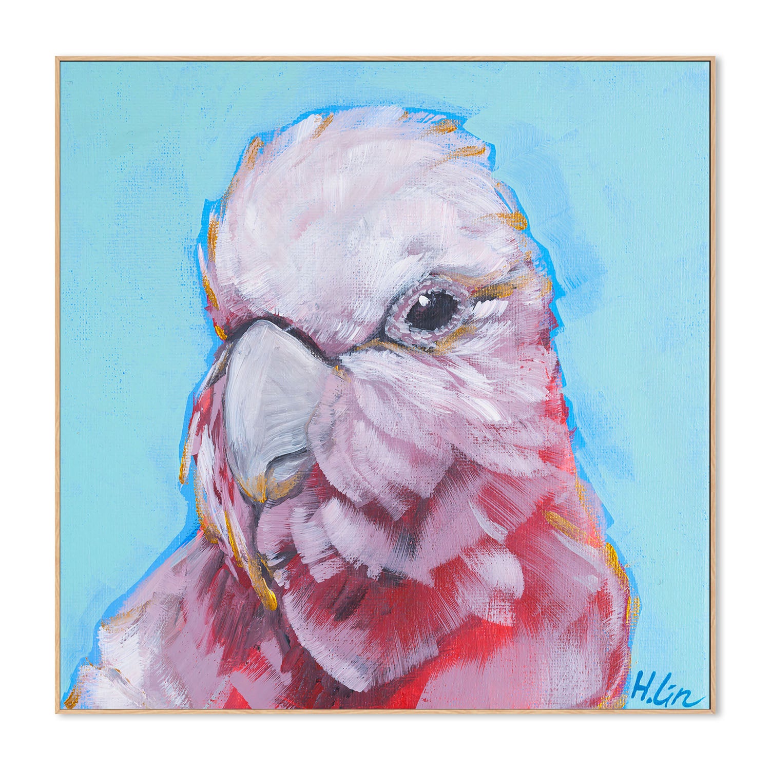 Pink Galah