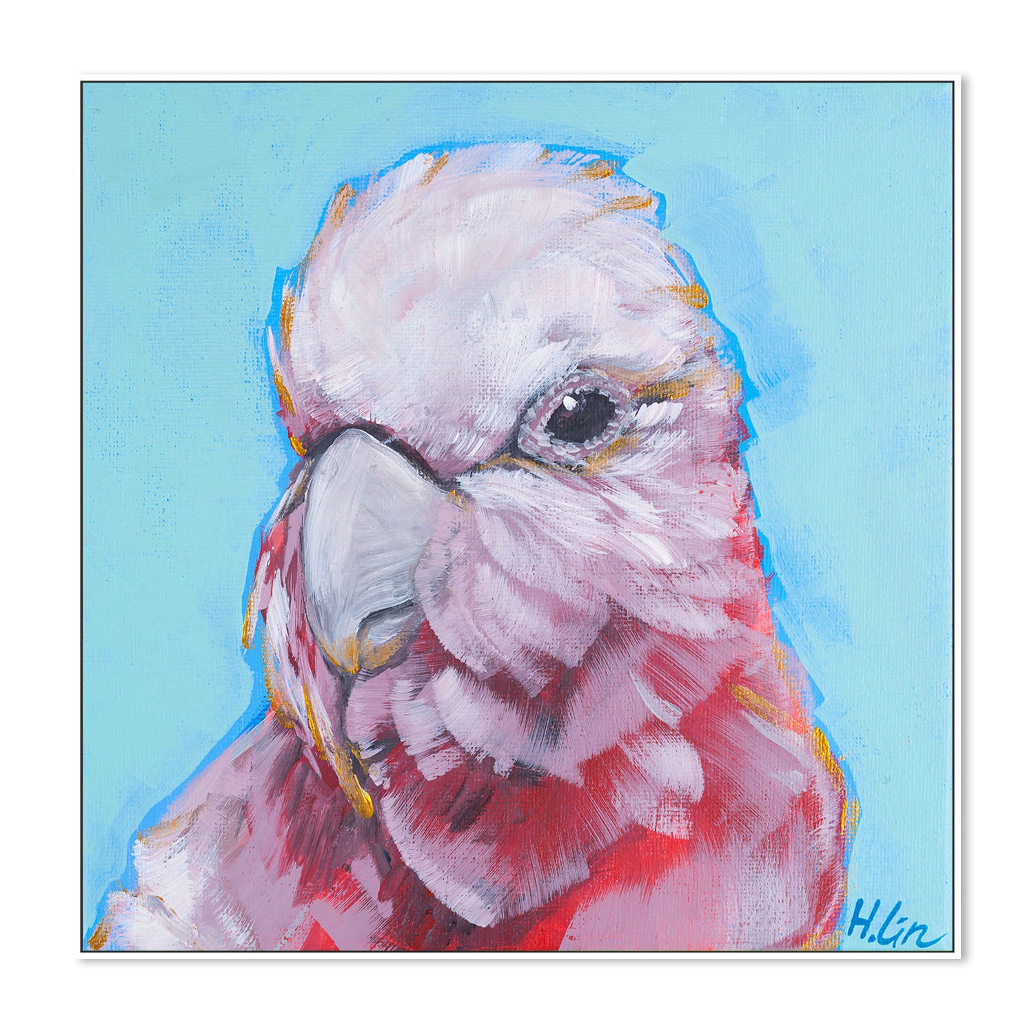 Pink Galah