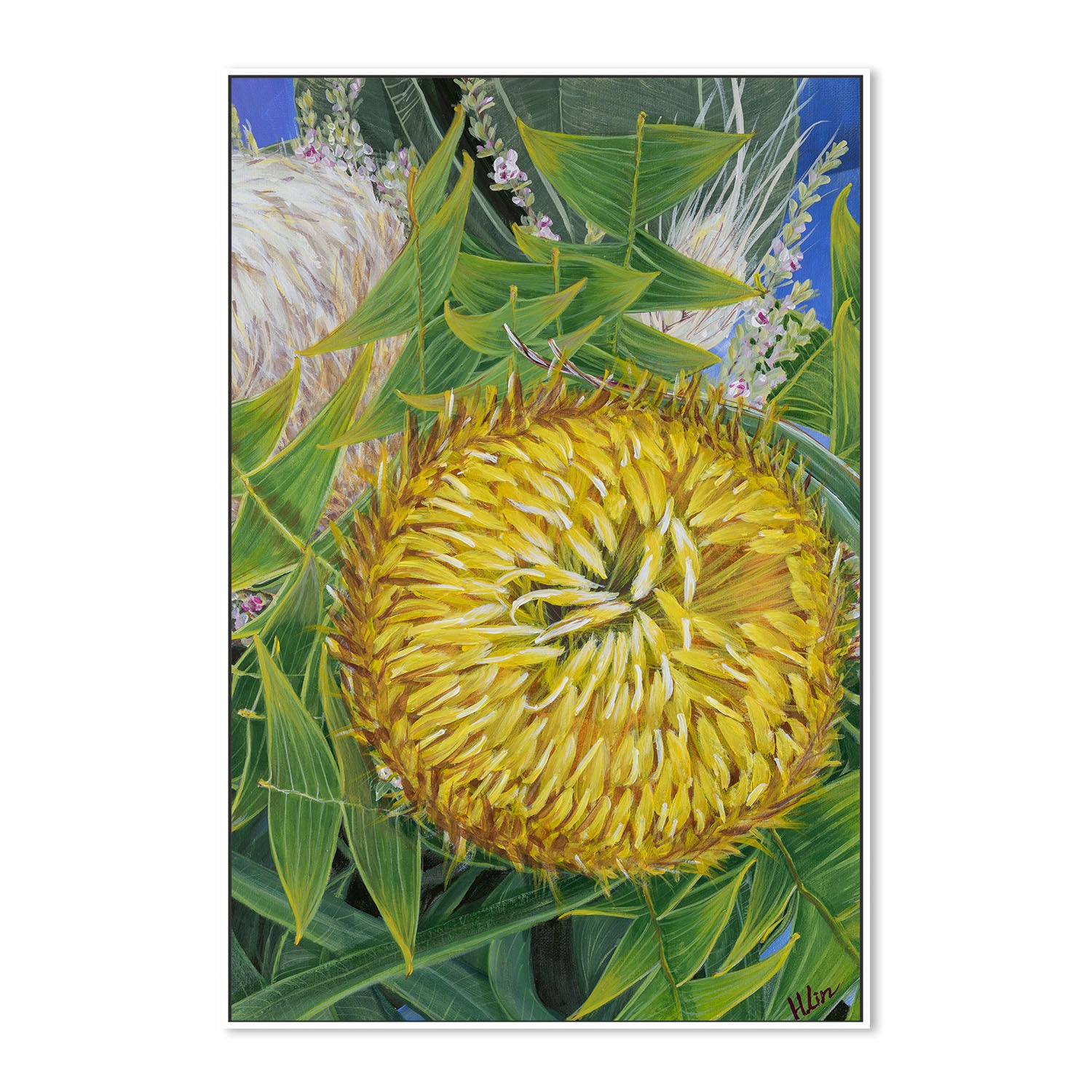 Banksia baxteri