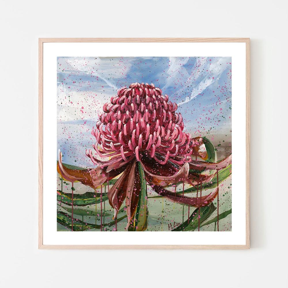 Bright Red Waratah
