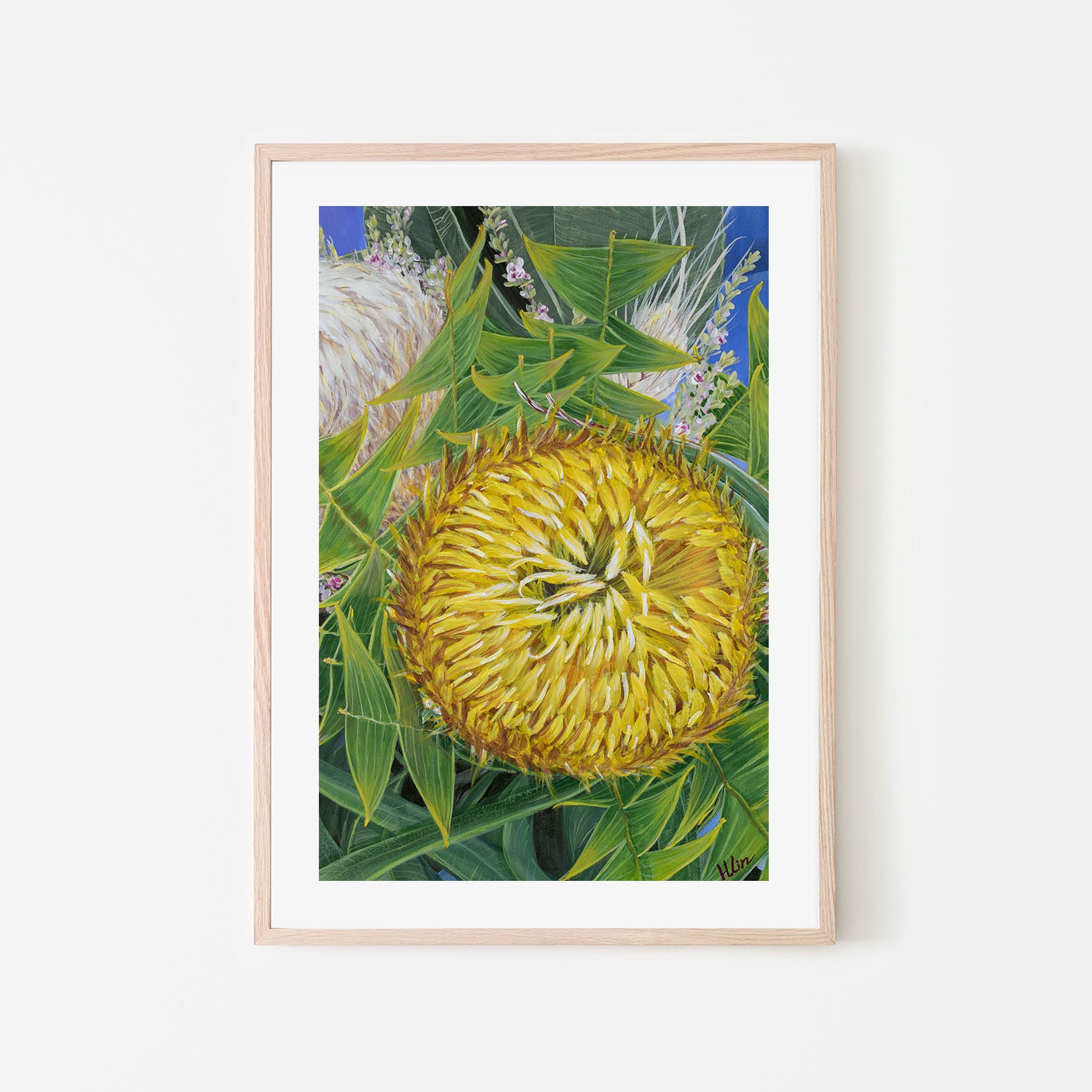 Banksia baxteri