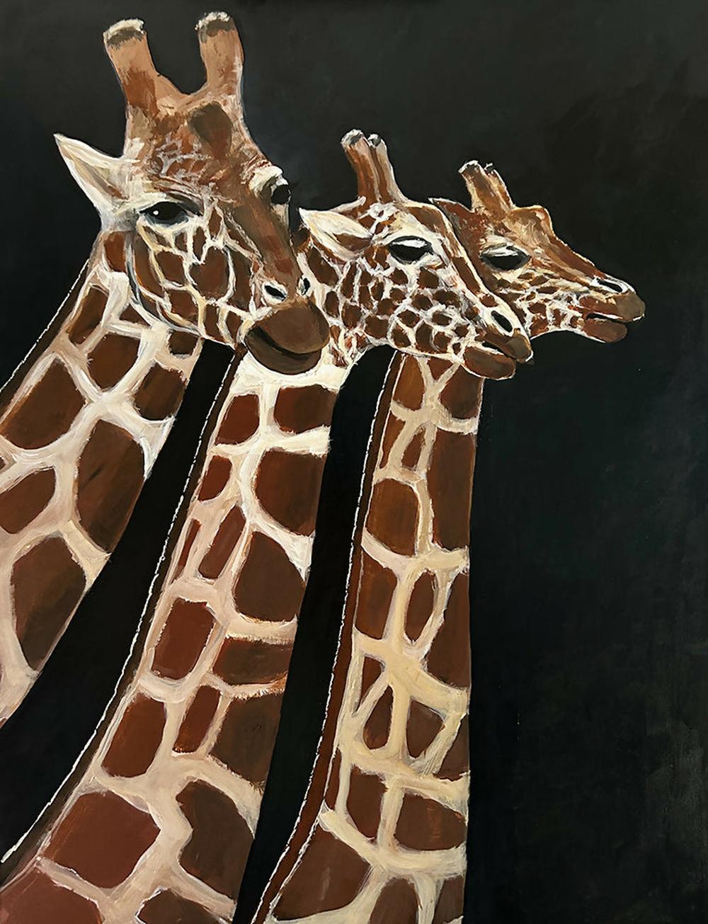 Giraffes at Taronga
