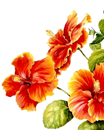 Eye Do Hibiscus , Original Artwork