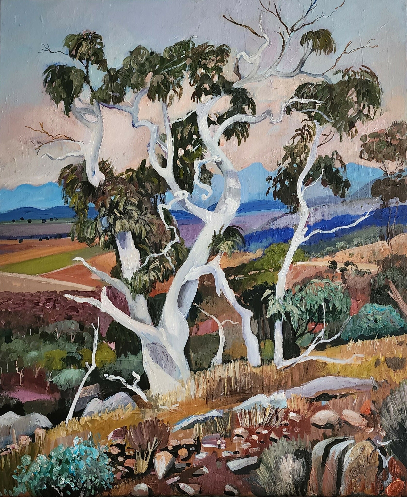 Twisted Gum Tree