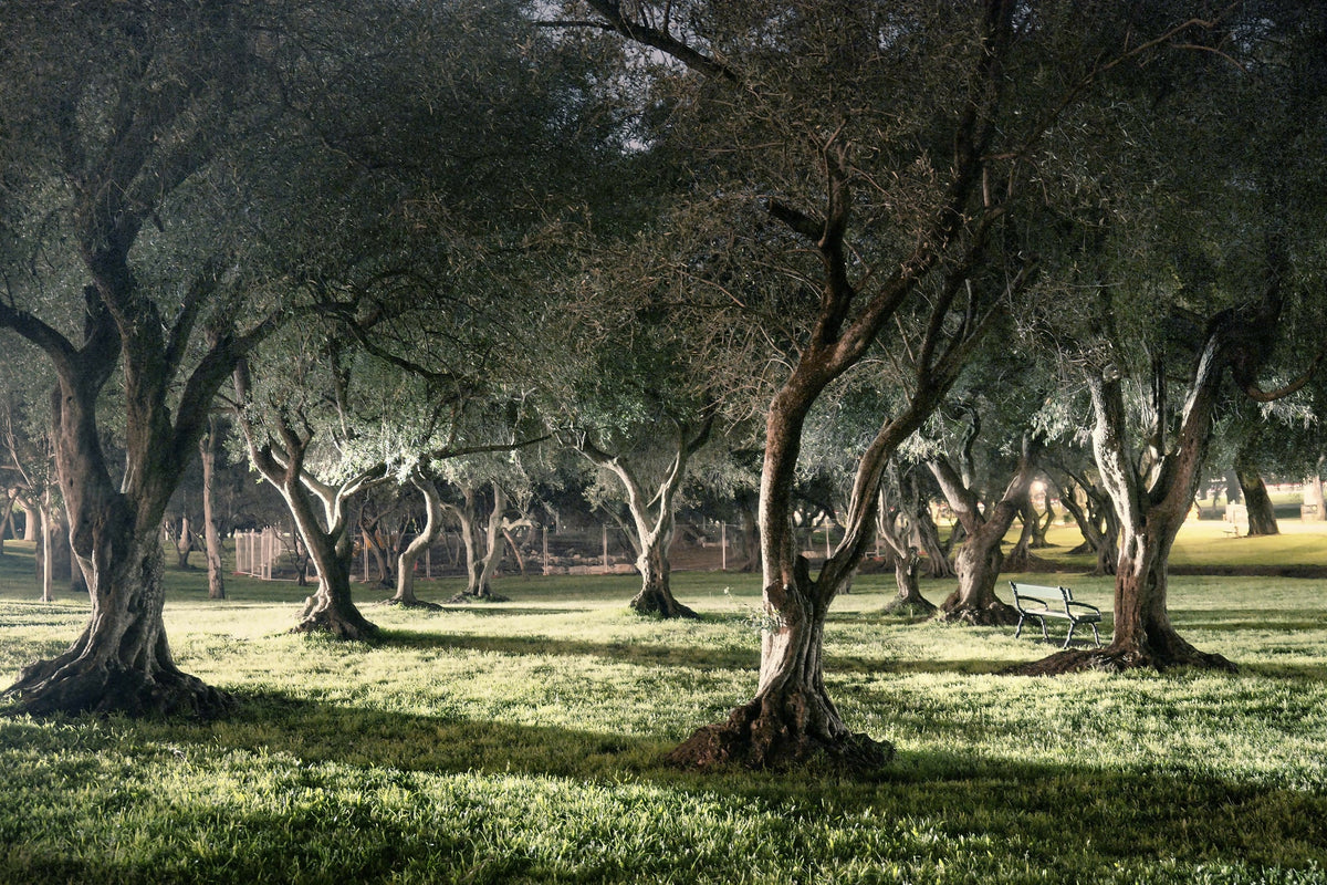 Olive Grove at Pakapakanthi