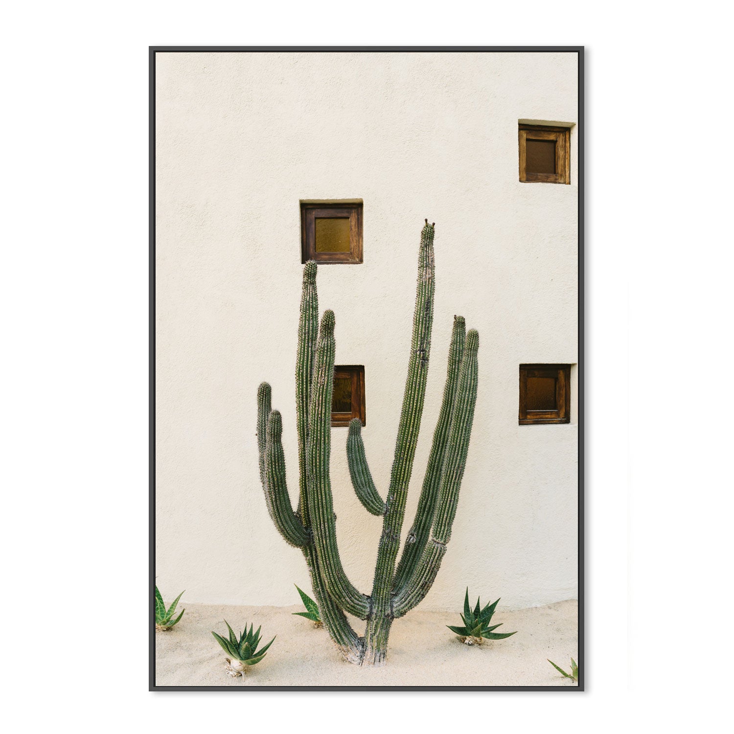 Cabo Cactus IX