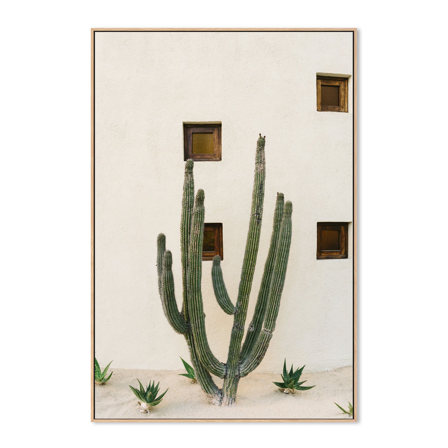 Cabo Cactus IX