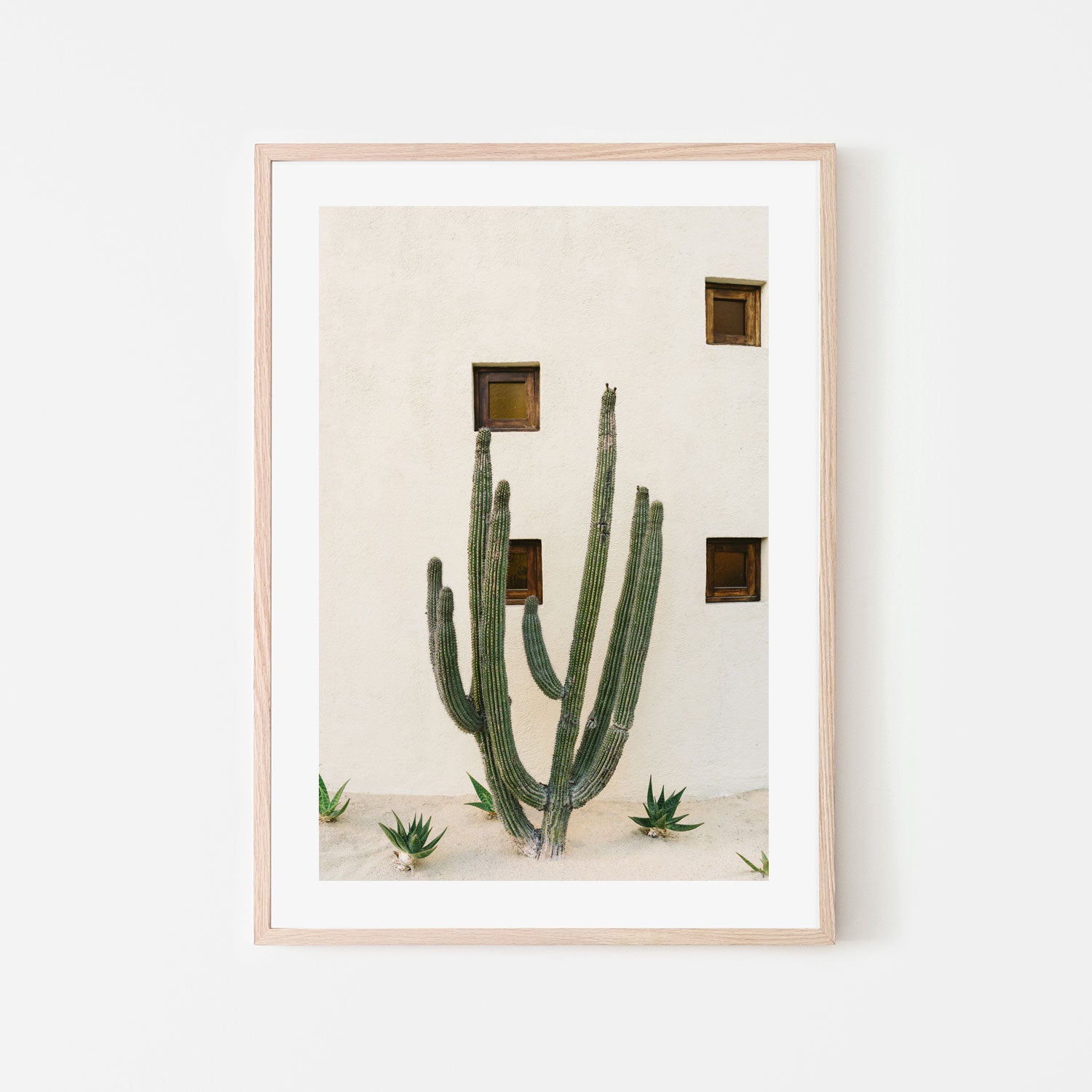 Cabo Cactus IX