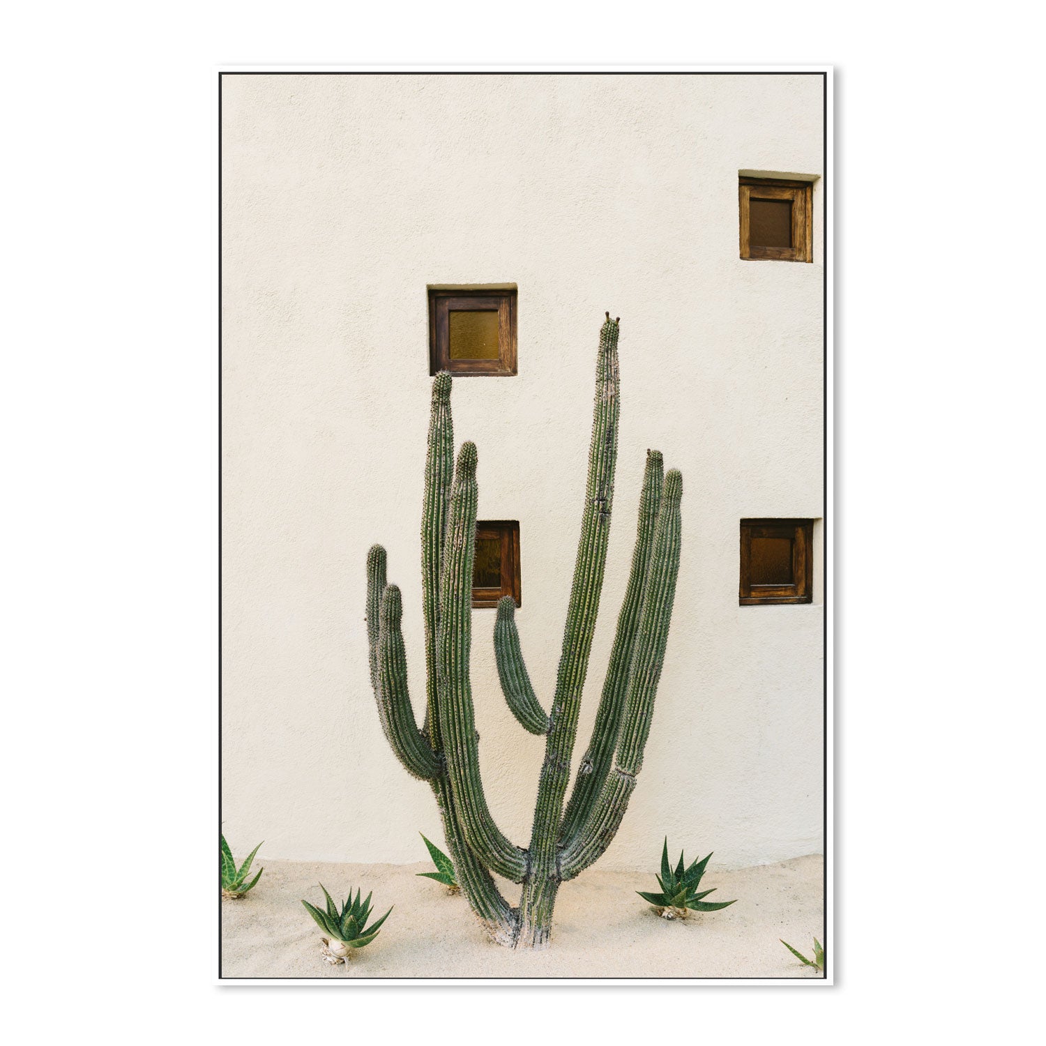 Cabo Cactus IX