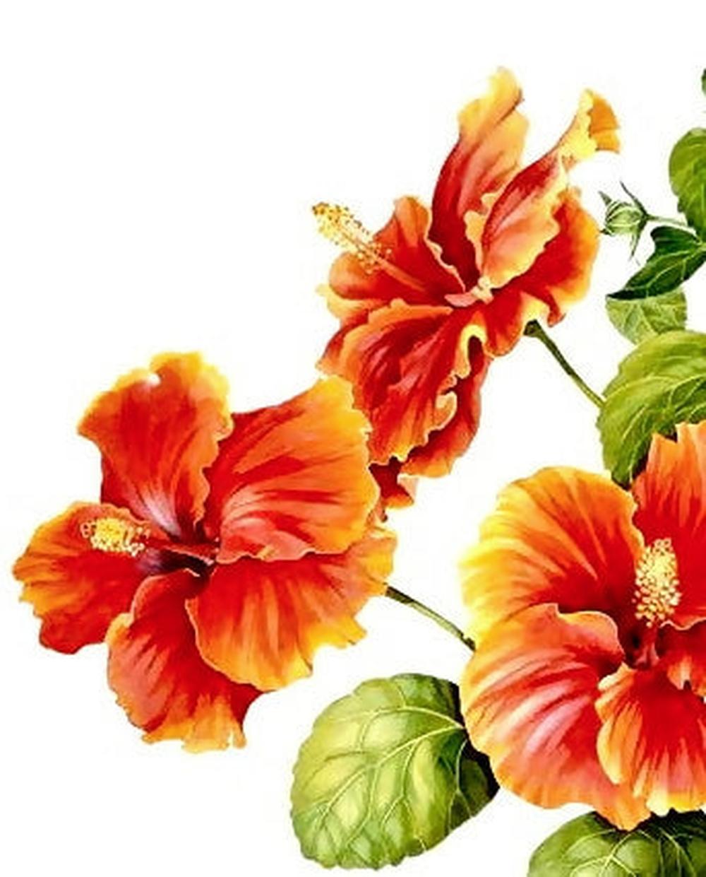 Eye Do Hibiscus-by-Carol Forbes Croad-original art-Gioia