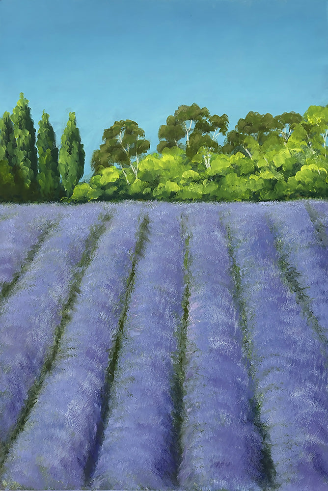 Lavandula II