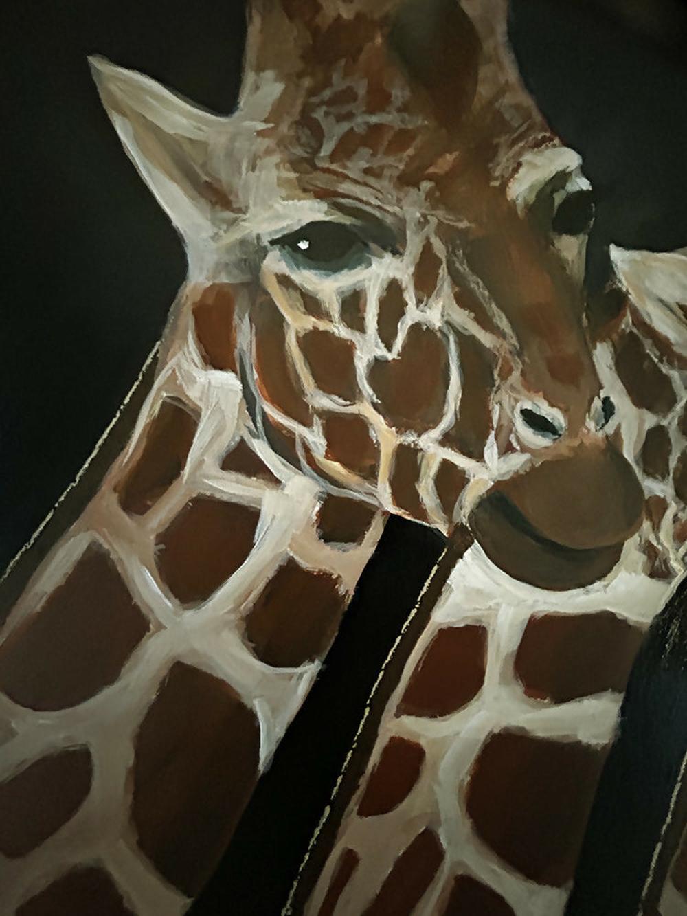 Giraffes at Taronga