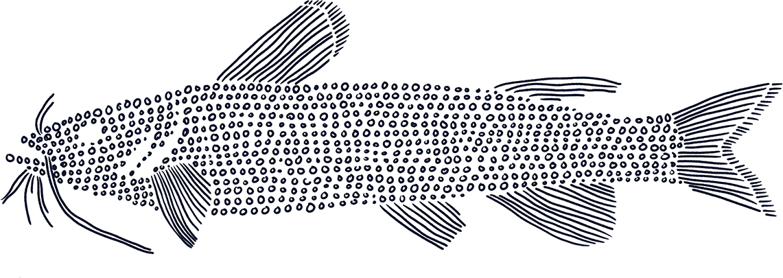 Cat Fish