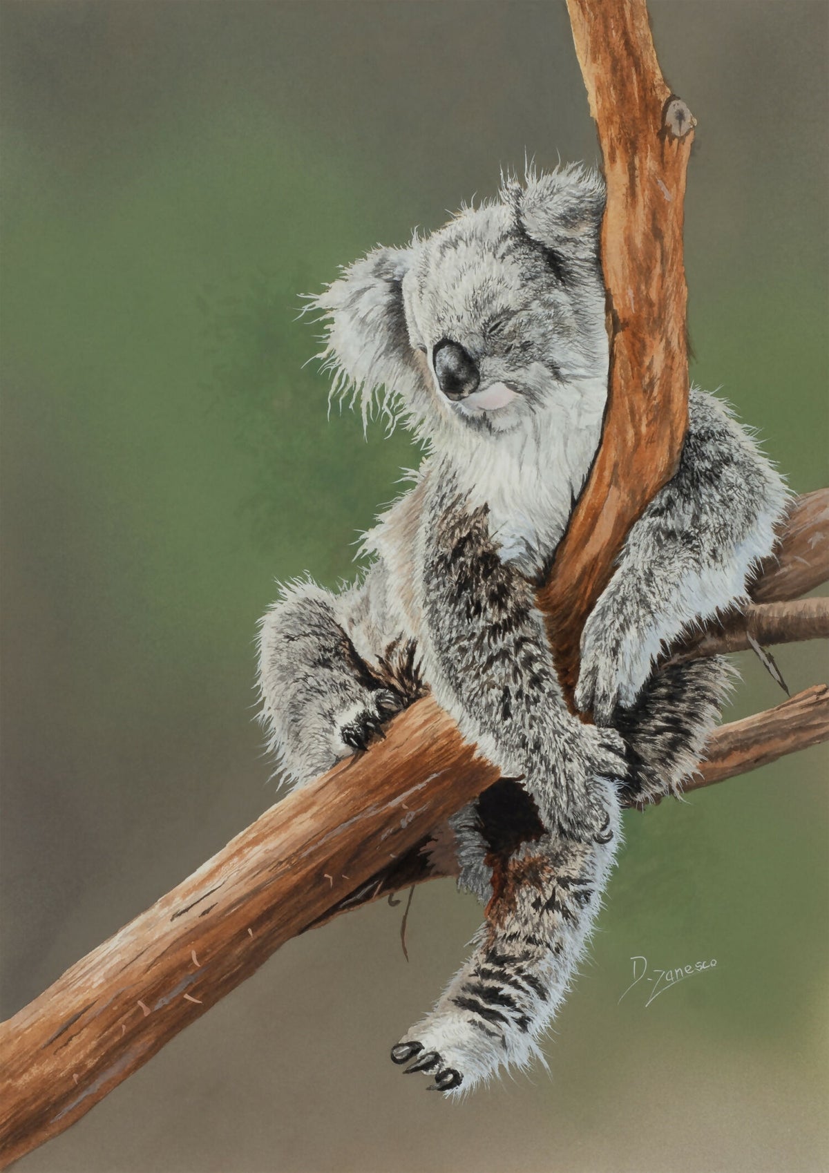Sleepyhead - Koala