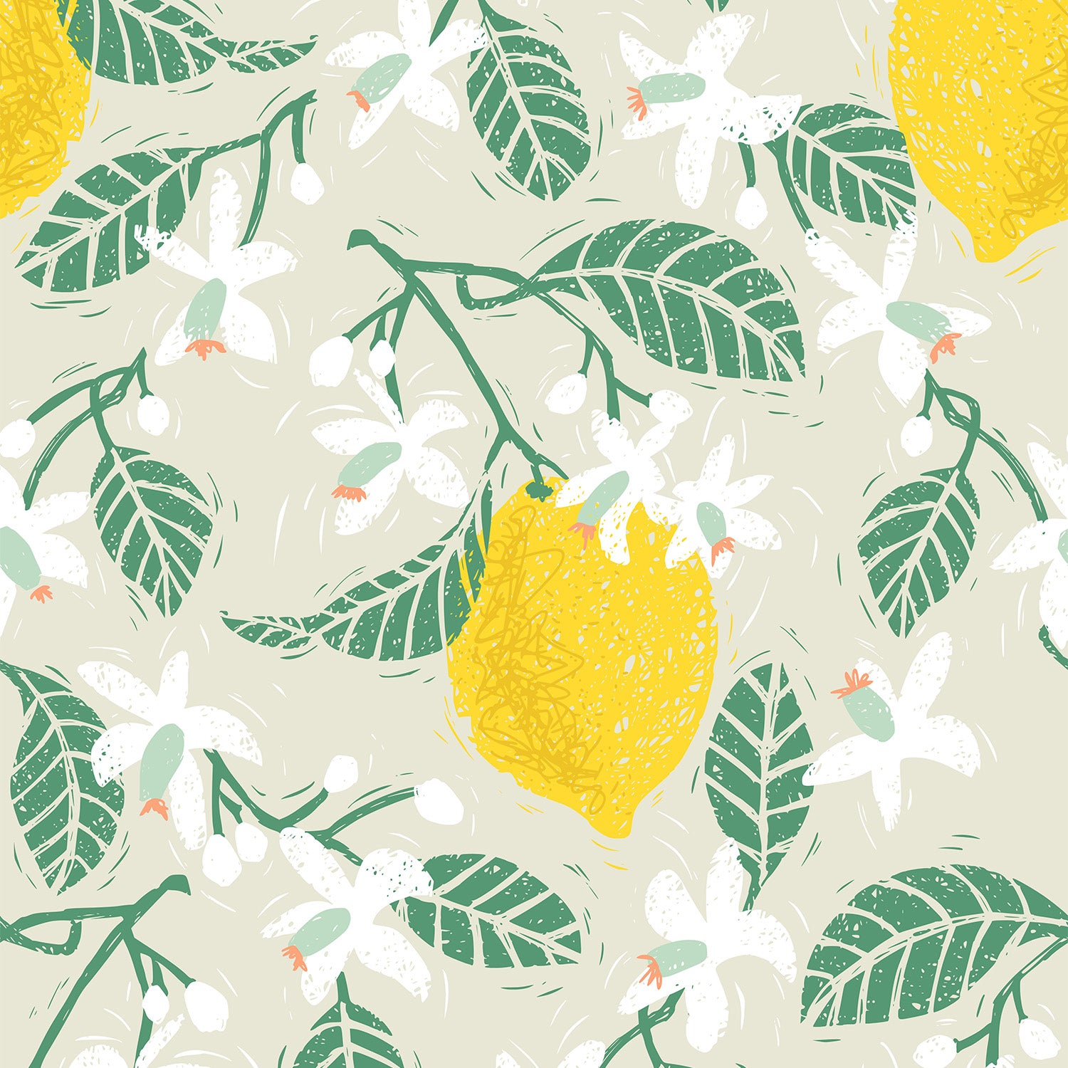 Lemon tree blossoms