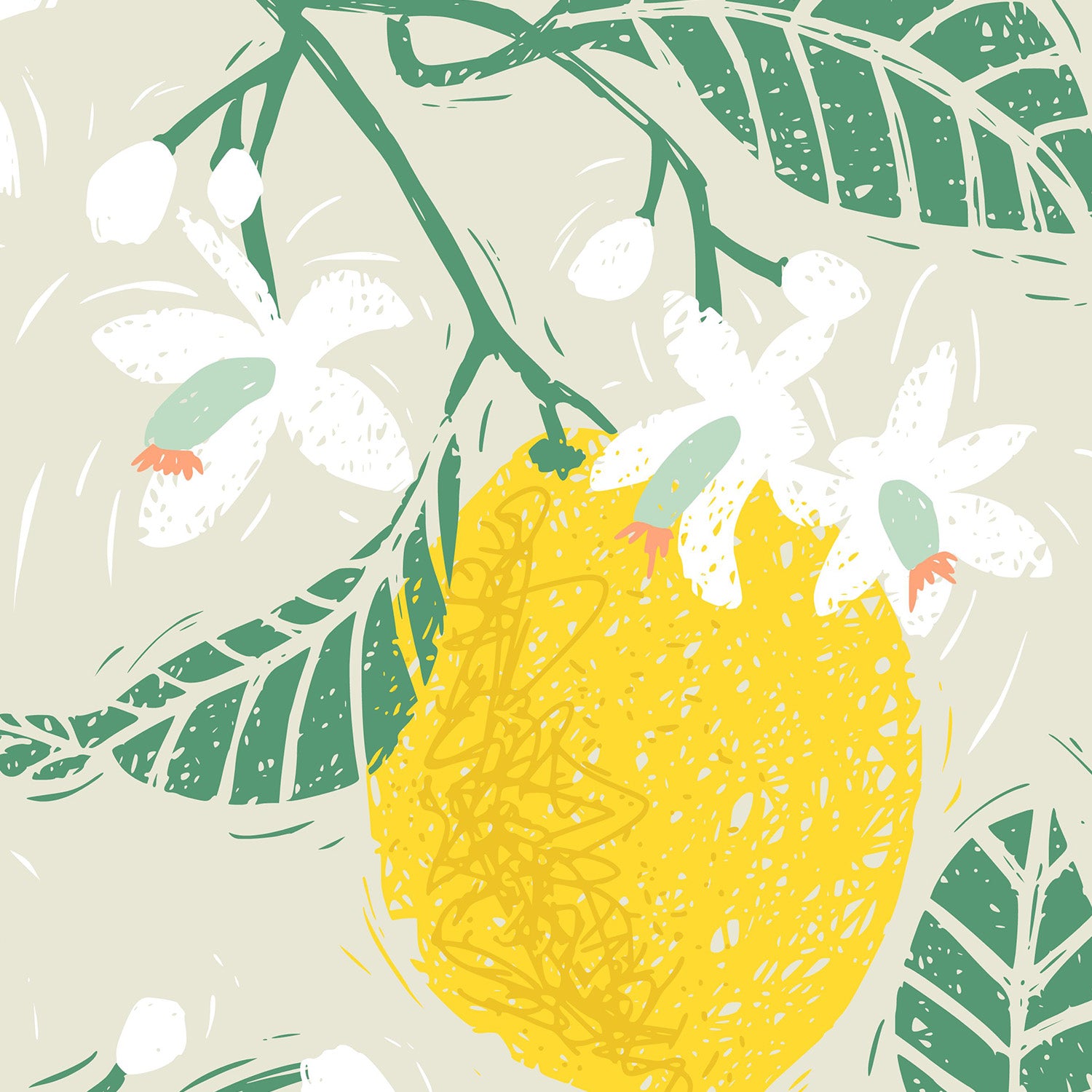 Lemon tree blossoms