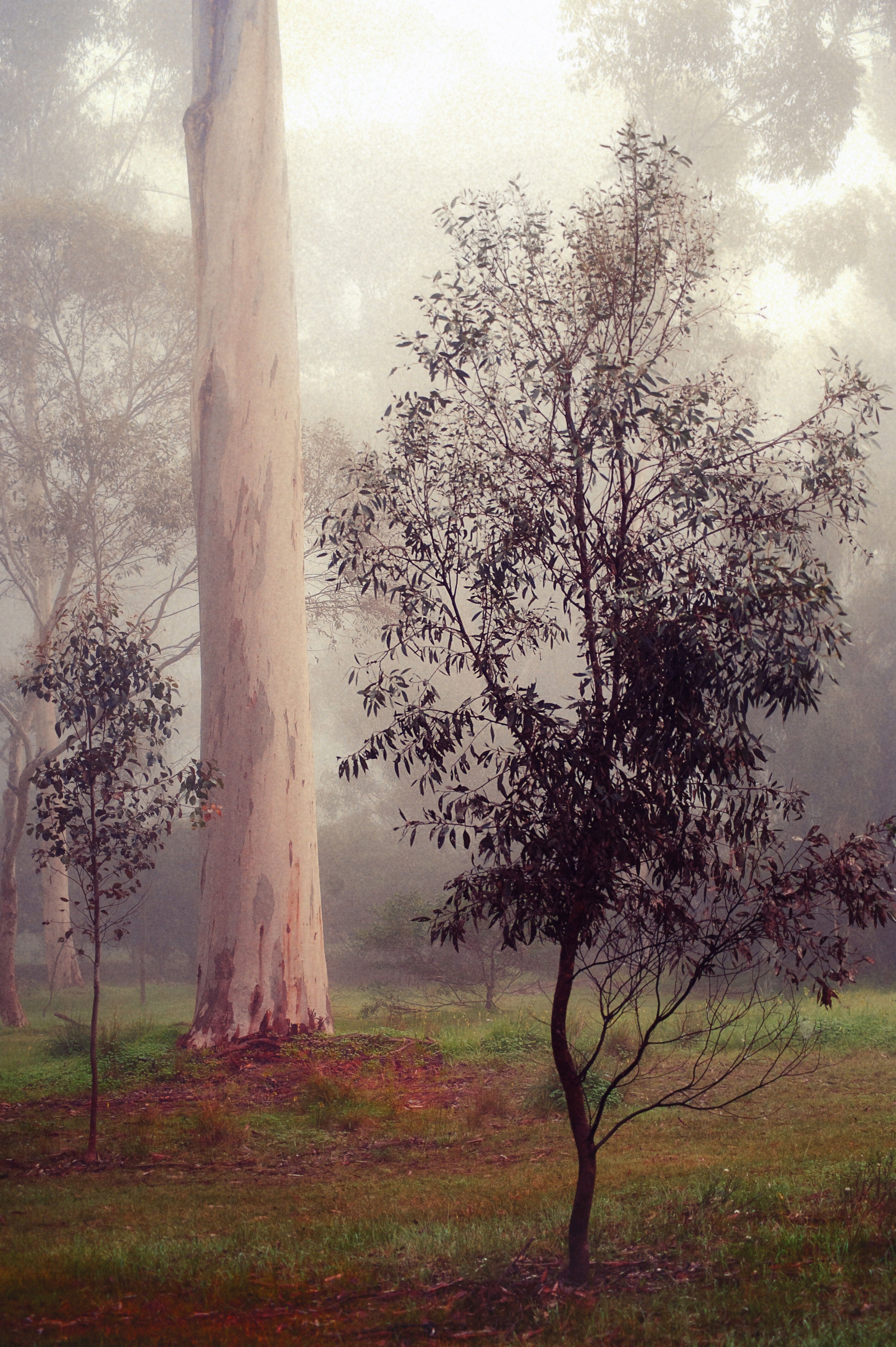 Gums at Pakapanthi 8
