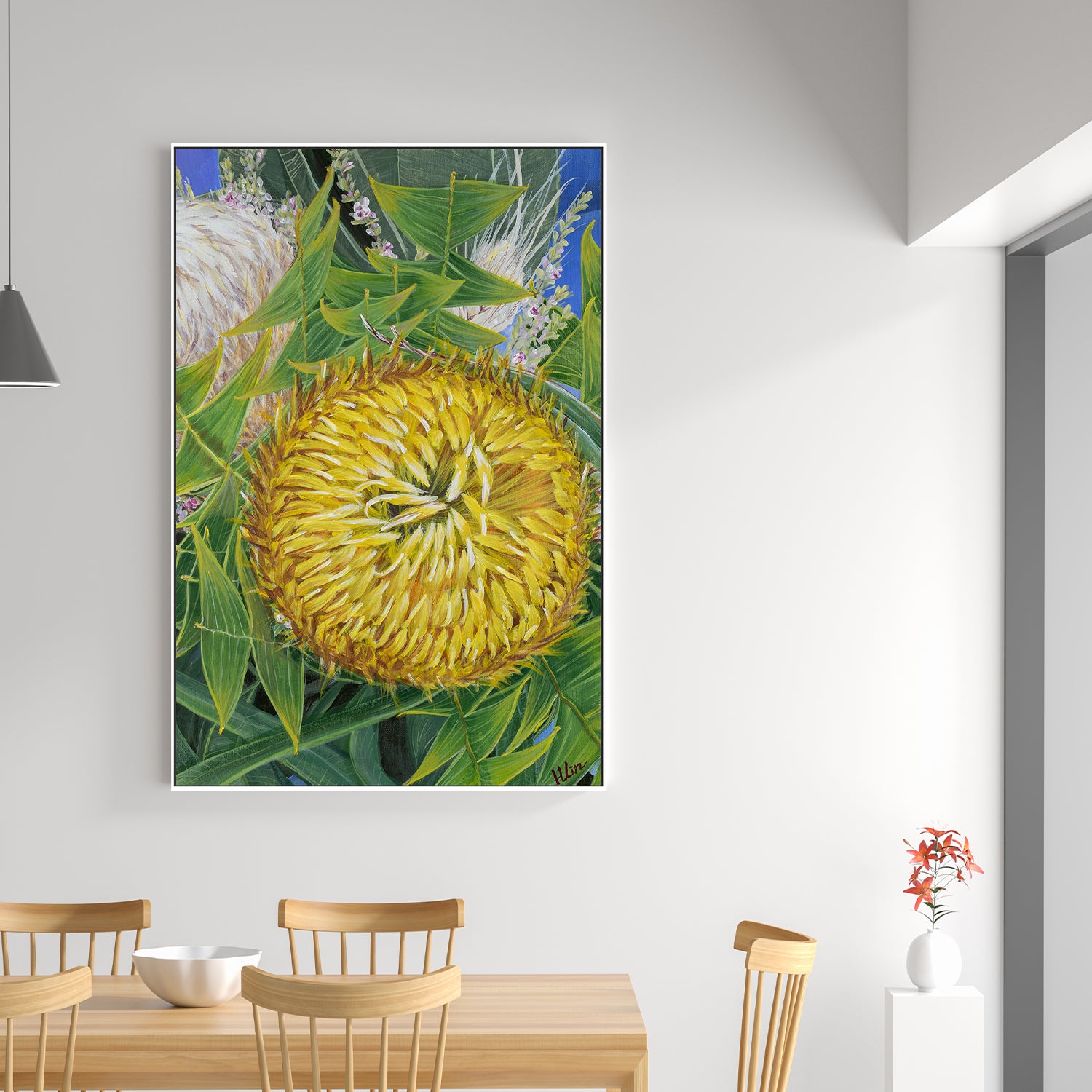 Banksia baxteri