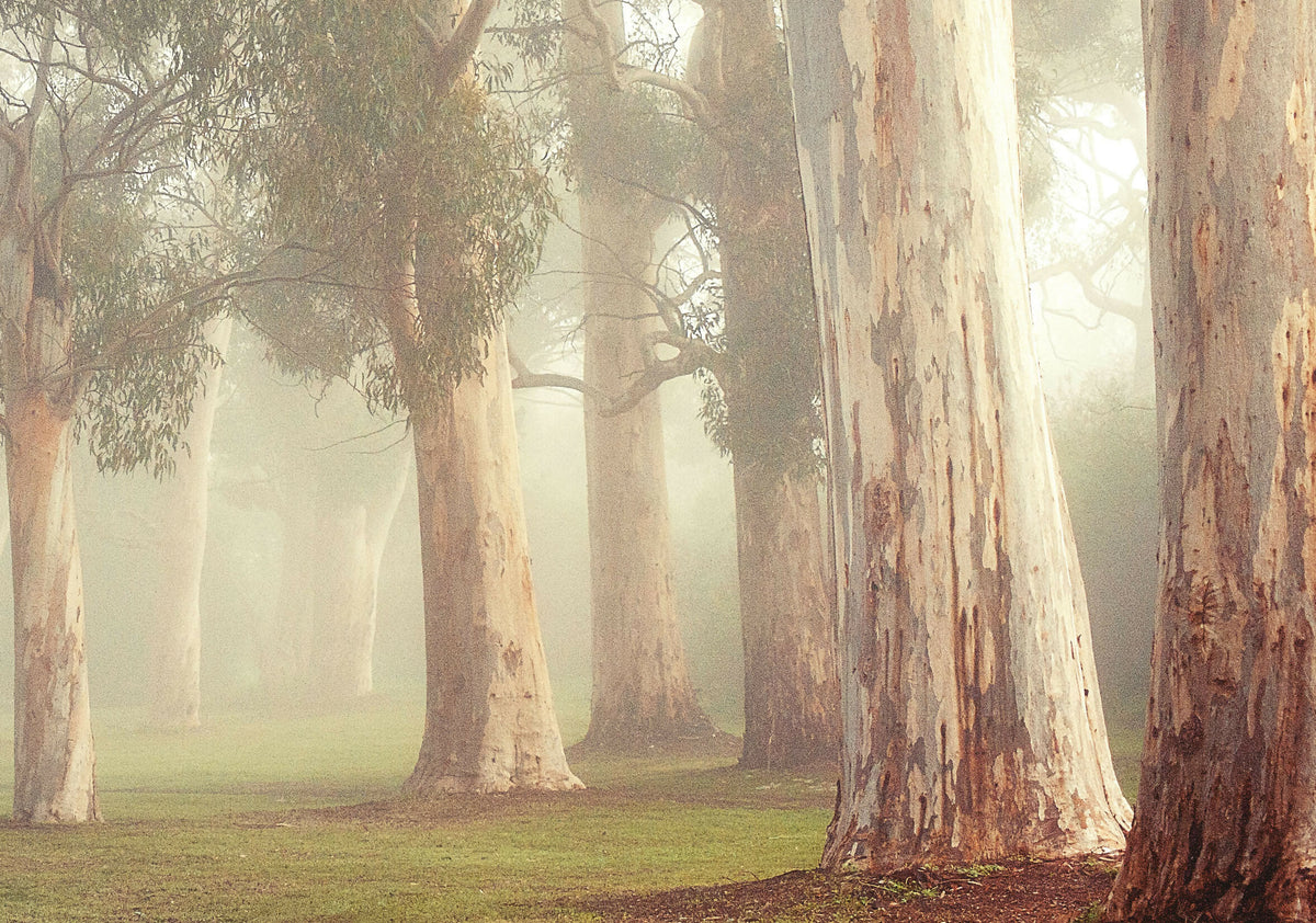 Gums at Pakapakanthi 3